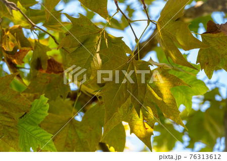 Green Leaves of Pltatanus oreintalis tree in sunset light 76313612