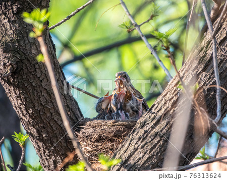 Thrush fieldfare feeding chicks with earthworms. Thrush, Turdus pilaris, with new born babies in the nest. Thrush fieldfare feeding chicks with earthworms. Thrush, Turdus pilaris, with new born babies in the nest. 76313624