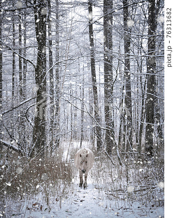 道産子と森 76313682