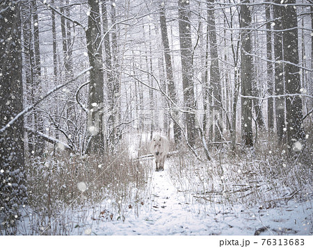 道産子と森 道産子と森 76313683