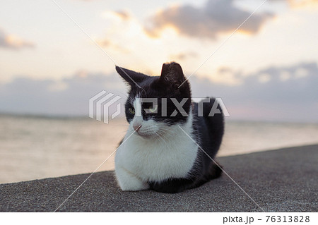 沖縄　北谷　アラハビーチの猫 76313828