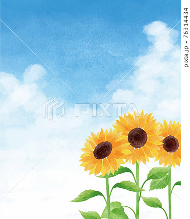 ひまわり　ヒマワリ　向日葵　青空　ひまわり畑　夏　花　イラスト　手描き 76314434