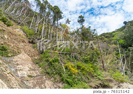 富山の伏姫ハイキングコースの登山道と倒木(千葉県南房総市) 富山の伏姫ハイキングコースの登山道と倒木(千葉県南房総市) 76315142