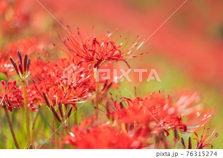 矢勝川周辺に咲く彼岸花 愛知県半田市 矢勝川周辺に咲く彼岸花 愛知県半田市 76315274