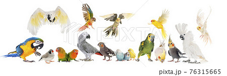 group of birds 76315665