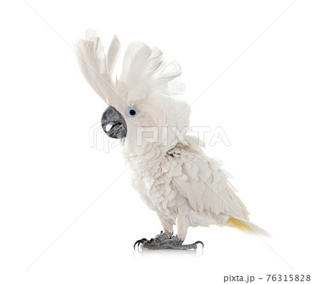 White cockatoo in studio White cockatoo in studio 76315828