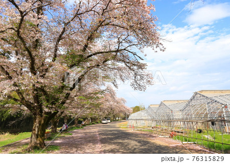 東京都日の出町 塩田耕地堤の桜並木 東京都日の出町 塩田耕地堤の桜並木 76315829