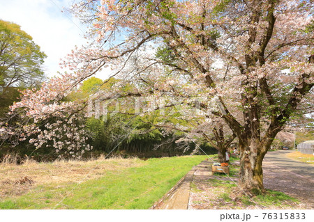 東京都日の出町 塩田耕地堤の桜並木 東京都日の出町 塩田耕地堤の桜並木 76315833
