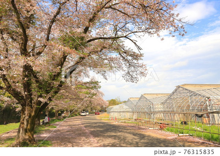 東京都日の出町 塩田耕地堤の桜並木 76315835