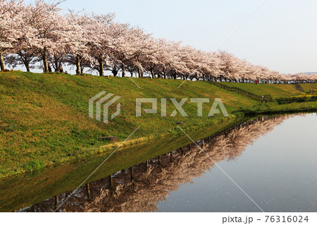 逆さ桜回廊 76316024