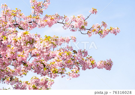 河津桜とメジロ 76316028