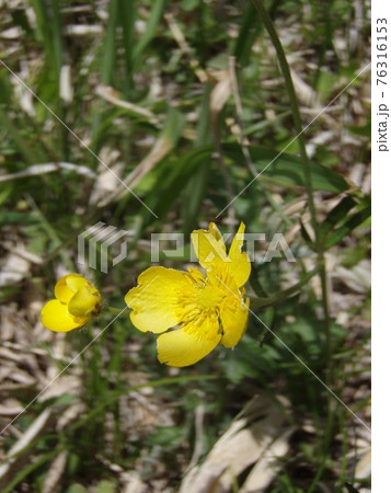 ウマノアシガタ　花 76316153