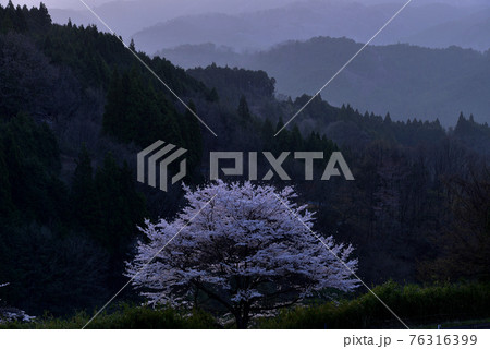 宇陀戒場の桜 宇陀戒場の桜 76316399
