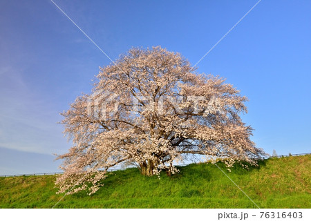 幾坂池の一本桜 幾坂池の一本桜 76316403