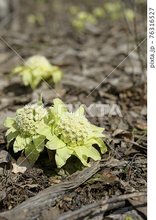 ふきのとうの写真素材