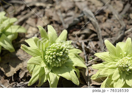 ふきのとう 76316530