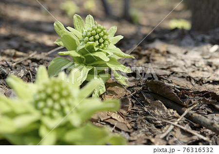 ふきのとう 76316532