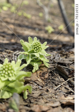 ふきのとう 76316533