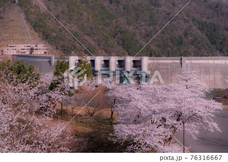 広島県温井ダム堰堤付近の桜風景 広島県温井ダム堰堤付近の桜風景 76316667