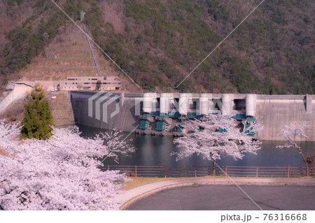 広島県温井ダム堰堤付近の桜風景 広島県温井ダム堰堤付近の桜風景 76316668