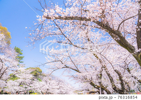 《東京都》桜満開・春の上野公園 76316854