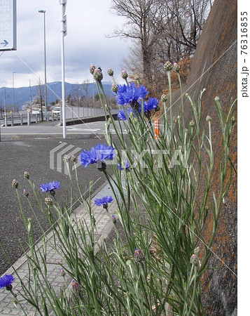 矢車菊 花 矢車菊 花 76316855