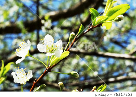 ヤマナシ(山梨)の花 咲き始め ヤマナシ(山梨)の花 咲き始め 76317253