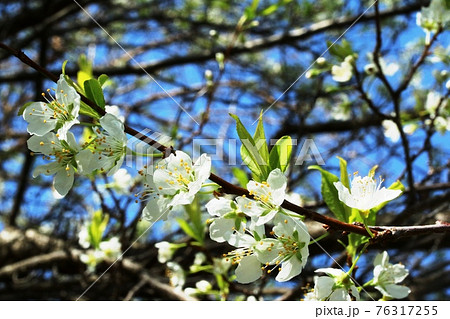 ヤマナシ(山梨)の花 咲き始め ヤマナシ(山梨)の花 咲き始め 76317255