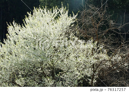 遠くから見ると花色が薄緑色に見えるヤマナシ（山梨）の花 76317257