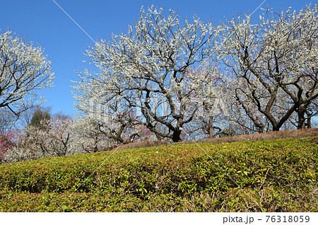 府中市郷土の森博物館　梅　青空 76318059