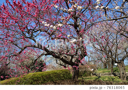 府中市郷土の森博物館　梅　青空 76318065