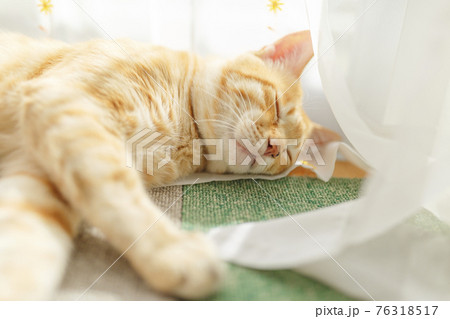 我が家の猫シリーズ の写真素材