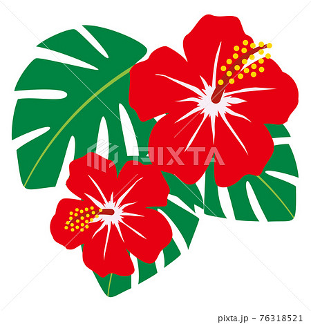 ハイビスカス モンステラ 南国 リゾート 花 葉のイラスト素材
