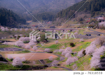 岩国市美和町にある弥栄ダム付近の桜 岩国市美和町にある弥栄ダム付近の桜 76318559