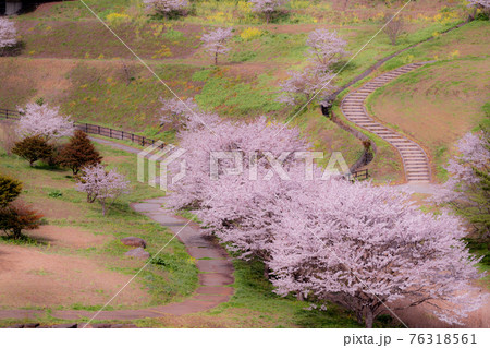 岩国市美和町にある弥栄ダム付近の桜の写真素材 [76318561] - PIXTA