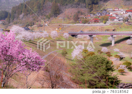 岩国市美和町にある弥栄ダム付近の桜 76318562