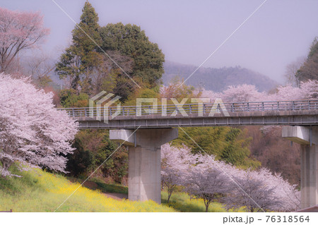 岩国市美和町にある弥栄ダム付近の桜 76318564