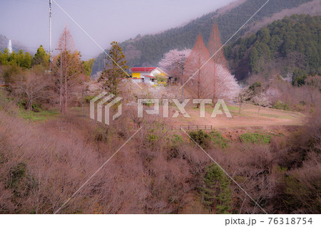 岩国市美和町にある弥栄ダム付近の桜 76318754