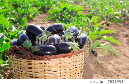 Freshly picked eggplants in wicker basket on farm field Freshly picked eggplants in wicker basket on farm field 76319334
