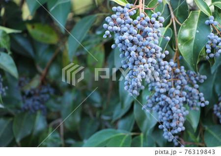 トウネズミモチ 76319843