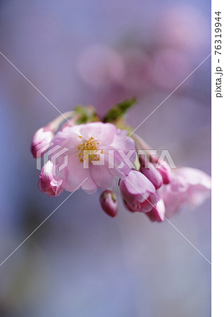 桜 思川桜(おもいがわざくら) 桜 思川桜(おもいがわざくら) 76319944