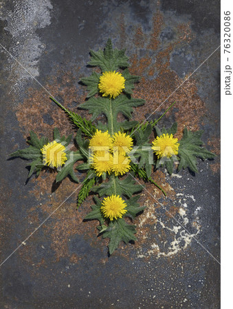 Creative top view  spring ornament from dandelion and green leaves   in minimal style on rustic iron background 76320086