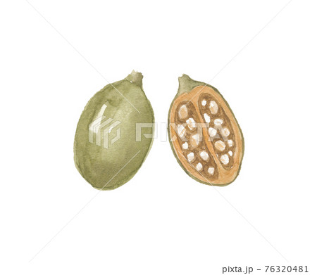 バオバブの実 76320481