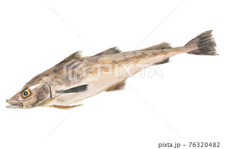 スケトウダラ　介党鱈 76320482