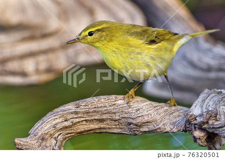 Willow Warbler, Forest Pond, Mediterranean Forest, Spain 76320501