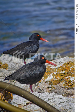 African Black Oystercatcher, Walker Bay Nature Reserve, South Africa African Black Oystercatcher, Walker Bay Nature Reserve, South Africa 76320510