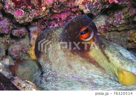 Common Octopus, Cabo Cope-Puntas del Calnegre Natural Park, Spain Common Octopus, Cabo Cope-Puntas del Calnegre Natural Park, Spain 76320514