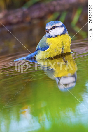 Blue Tit, Forest Pond, Mediterranean Forest, Spain 76320520