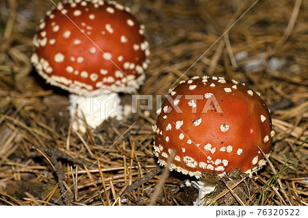 Fly Agaric, Guadarrama National Park, Spain 76320522