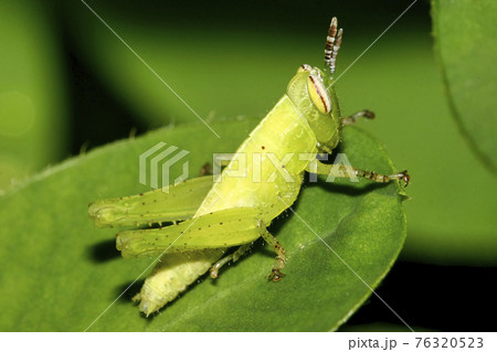 Tropical Grasshopper, Napo River Basin, Amazonia, Ecuador Tropical Grasshopper, Napo River Basin, Amazonia, Ecuador 76320523